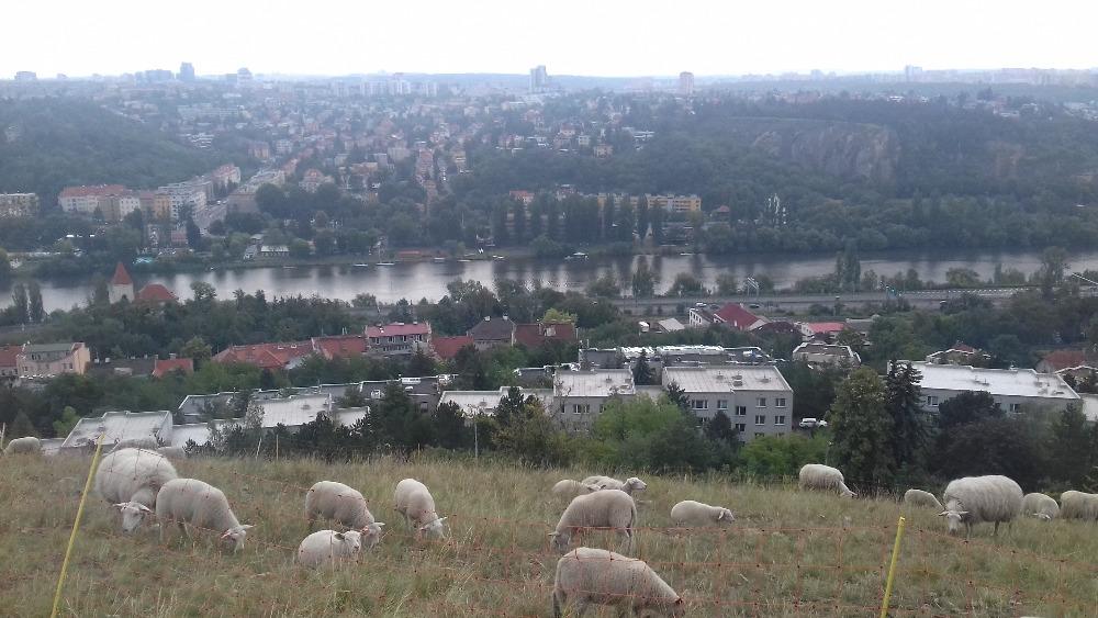 panorama s pastvou ovcí